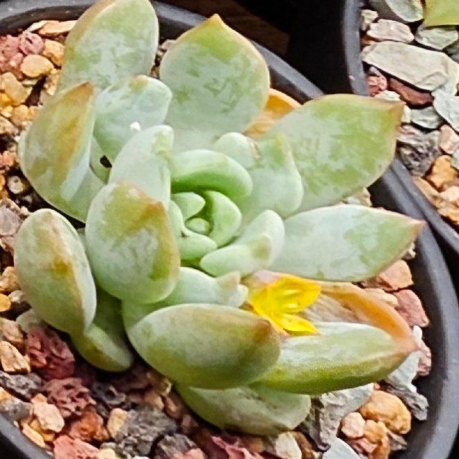 Photo of the plant species Graptoveria 'A Grim One' by @Heisenburg named Sonora on Greg, the plant care app