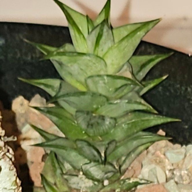 Photo of the plant species Woolly torch by @Heisenburg named Bigleef Smalls on Greg, the plant care app