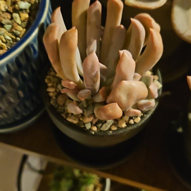 Photo of the plant species Graptoveria 'Topsy Debbi' by @Heisenburg named Little Topsy Debbi on Greg, the plant care app