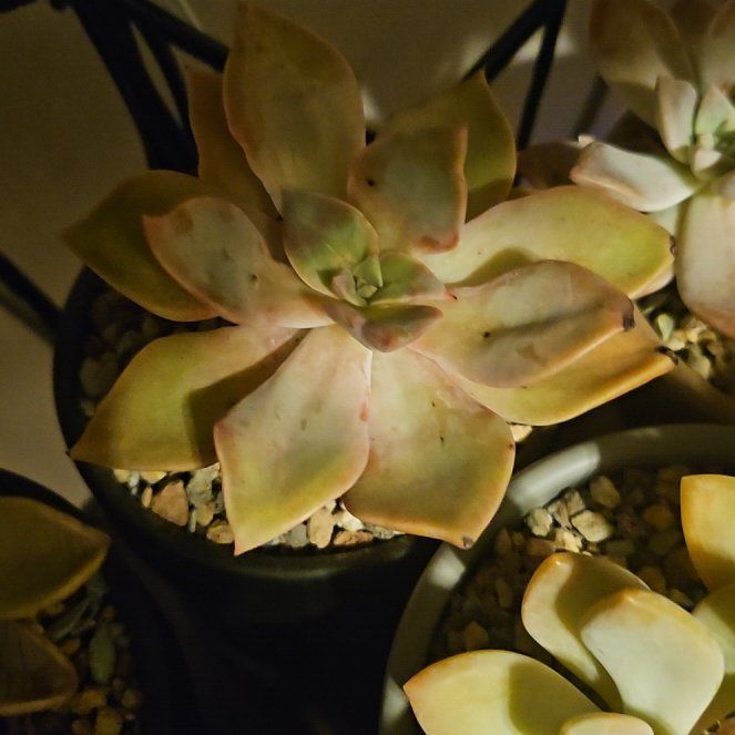 Photo of the plant species Graptoveria 'Douglas Huth' by @Heisenburg named Elle on Greg, the plant care app