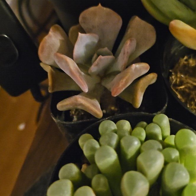 Photo of the plant species Echeveria 'Misty Lilac' by @Heisenburg named Fernie Mac on Greg, the plant care app