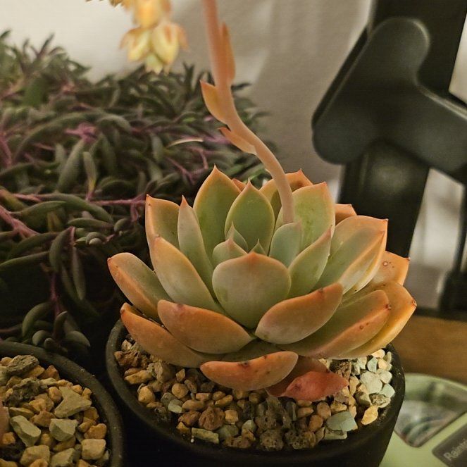 Photo of the plant species Echeveria 'Fly to the Sky' by @Heisenburg named Aka Pretty in Pink on Greg, the plant care app