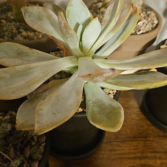 Photo of the plant species Graptoveria 'Platinum' by @Heisenburg named Winston on Greg, the plant care app