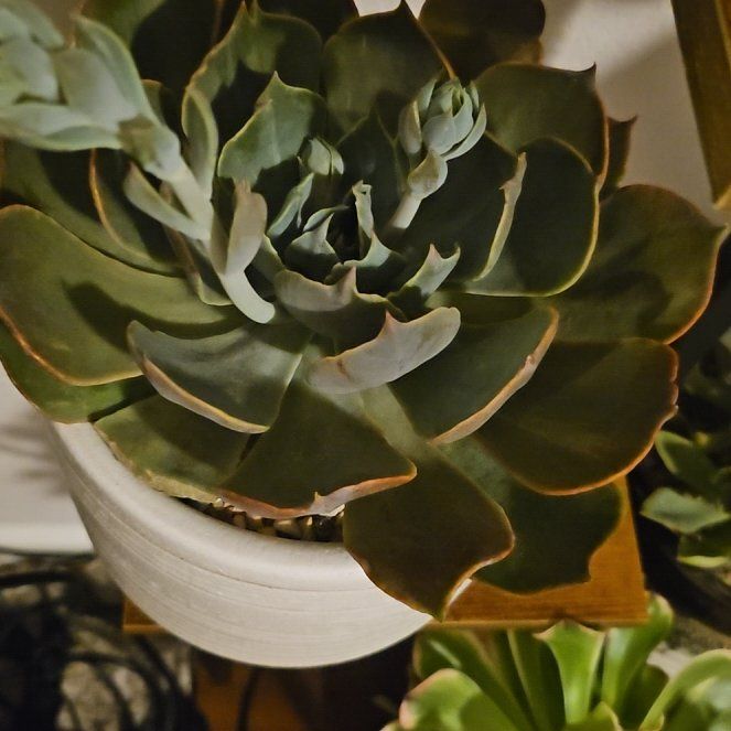 Photo of the plant species Echeveria 'Colorshift' by @Heisenburg named Huckleberry Fern on Greg, the plant care app