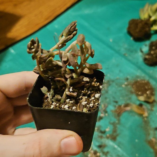 Photo of the plant species Graptopetalum 'Mirinae' by @Heisenburg named Sproutacus on Greg, the plant care app