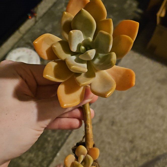 Photo of the plant species Pachyveria Pachyphytoides by @Heisenburg named Sanders on Greg, the plant care app