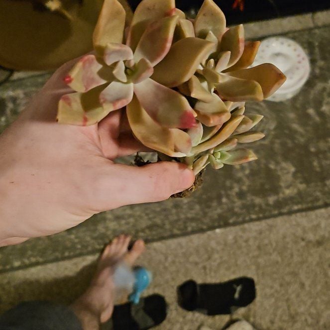 Photo of the plant species Awayuki Ghost Plant by @Heisenburg named Captain Plant-it on Greg, the plant care app