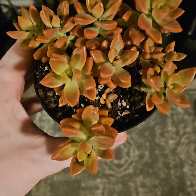 Photo of the plant species Graptosedum 'Alpenglow x Vera Higgins' by @Heisenburg named Graptosedum Pink Sunset on Greg, the plant care app