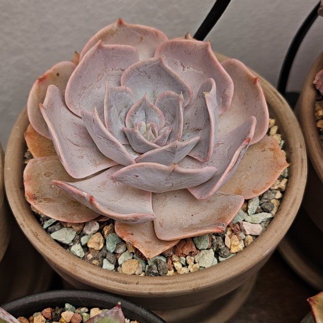 Photo of the plant species Echeveria 'Pollux' by @Heisenburg named Elle on Greg, the plant care app