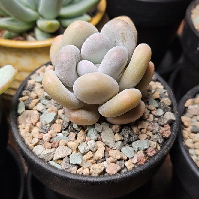 Photo of the plant species Blue Haze by @Heisenburg named Mando on Greg, the plant care app