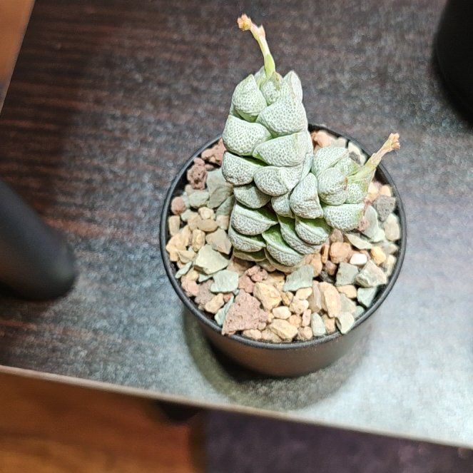 Photo of the plant species Crassula deceptor by @Heisenburg named Kesha on Greg, the plant care app