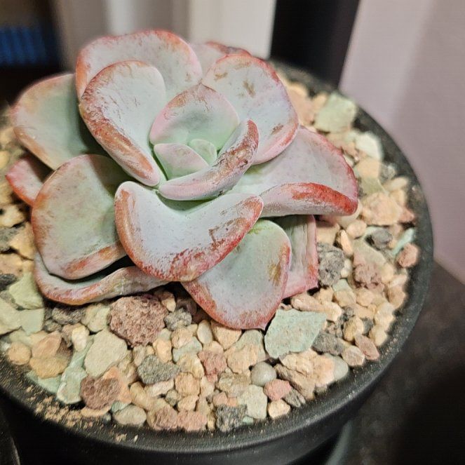 Photo of the plant species Pachyveria 'Orpet' by @Heisenburg named Tolkien on Greg, the plant care app