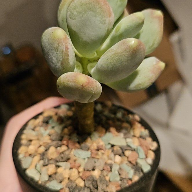 Photo of the plant species sticky moonstones by @Heisenburg named Pachyphytum glutinicaule Moran on Greg, the plant care app