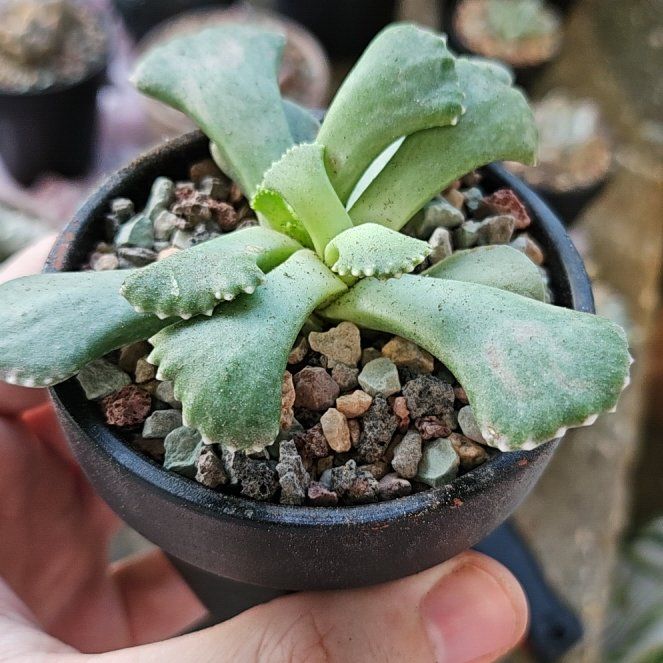 Photo of the plant species Giant Jewel Plant by @Heisenburg named Luna on Greg, the plant care app