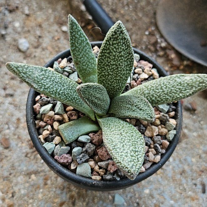 Photo of the plant species Aloinopsis rubrolineata by @Heisenburg named Stella on Greg, the plant care app