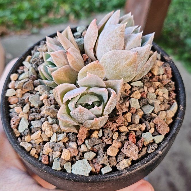 Photo of the plant species Sweet Smelling Sedum by @Heisenburg named Oscar on Greg, the plant care app