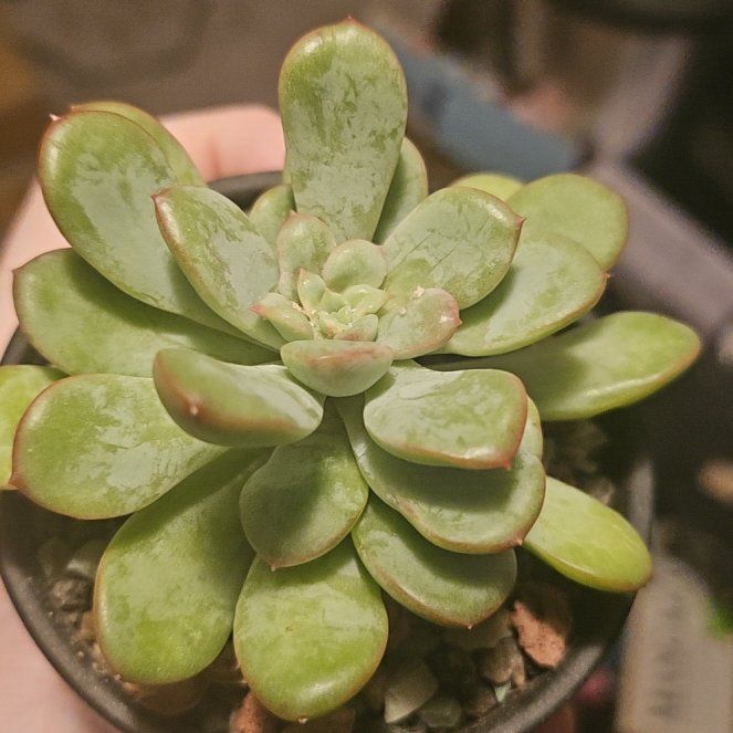 Photo of the plant species Variegated King Midas Echeveria by @Heisenburg named Pachyveria King Midus on Greg, the plant care app