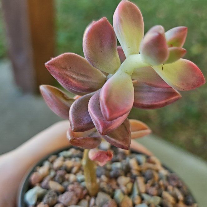 Photo of the plant species Assorted Graptosedum by @Heisenburg named Graptosedum Gilva variegated on Greg, the plant care app