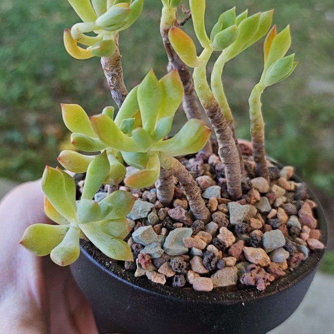 Photo of the plant species Assorted Graptosedum by @Heisenburg named Graptosedum Little Beauty on Greg, the plant care app