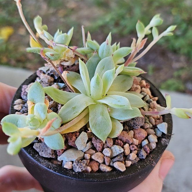 Photo of the plant species Graptopetalum macdougallii by @Heisenburg named Graptopetalum macdougalli Alexander on Greg, the plant care app