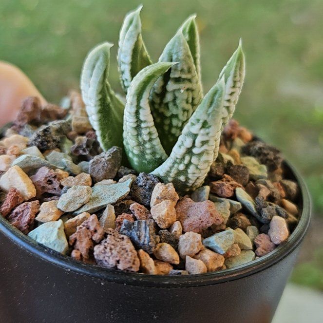 Photo of the plant species Assorted Haworthia by @Heisenburg named Haworthia Emperor on Greg, the plant care app