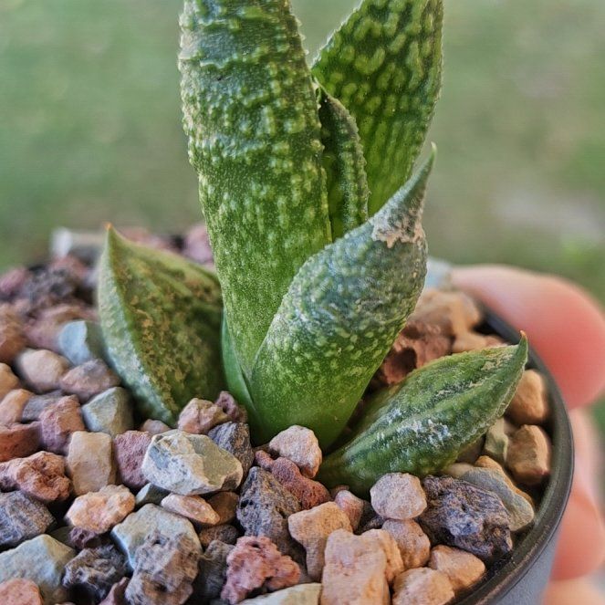 Photo of the plant species Assorted Haworthia by @Heisenburg named Haworthia Marble Queen on Greg, the plant care app