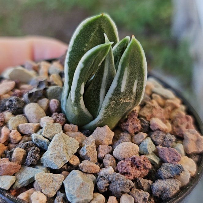 Photo of the plant species Assorted Haworthia by @Heisenburg named Haworthia White Edge on Greg, the plant care app