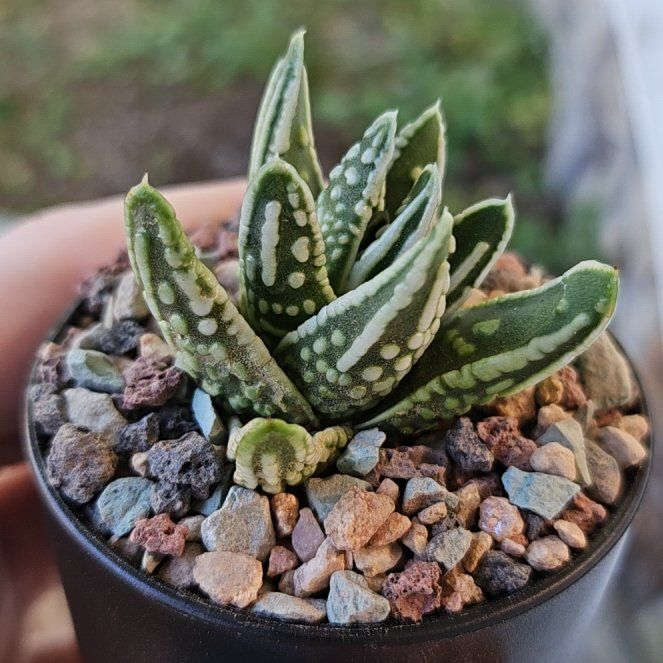 Photo of the plant species Assorted Haworthia by @Heisenburg named Haworthia Tears of Angels on Greg, the plant care app