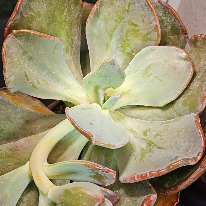 Photo of the plant species Pachyveria 'Blue Toad' by @Heisenburg named Pachyveria Blue Toad (aka Blue Tongue) on Greg, the plant care app