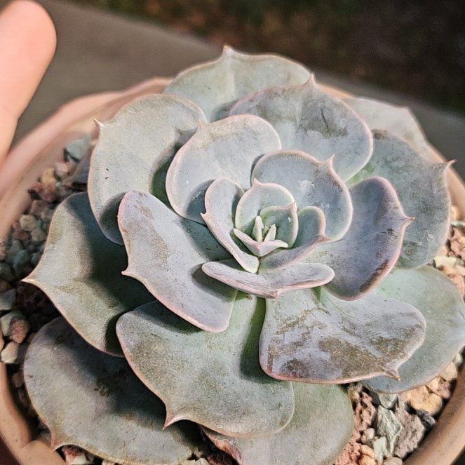 Photo of the plant species Echeveria 'Pollux' by @Heisenburg named New Pollux on Greg, the plant care app