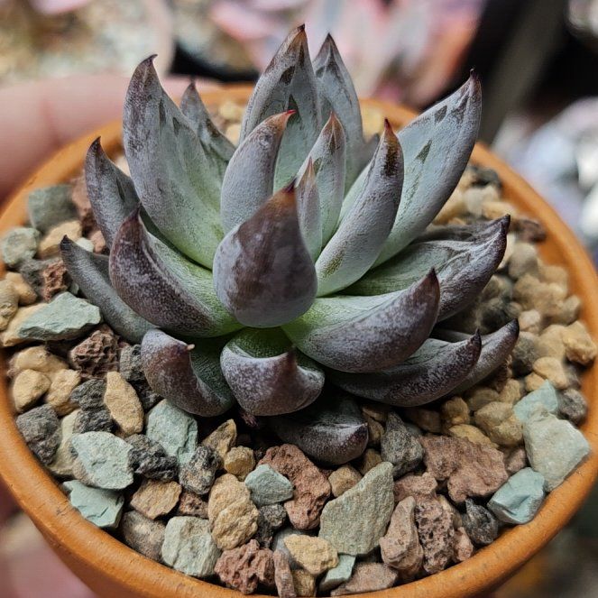 Photo of the plant species Echeveria unguiculata by @Heisenburg named Dolores on Greg, the plant care app