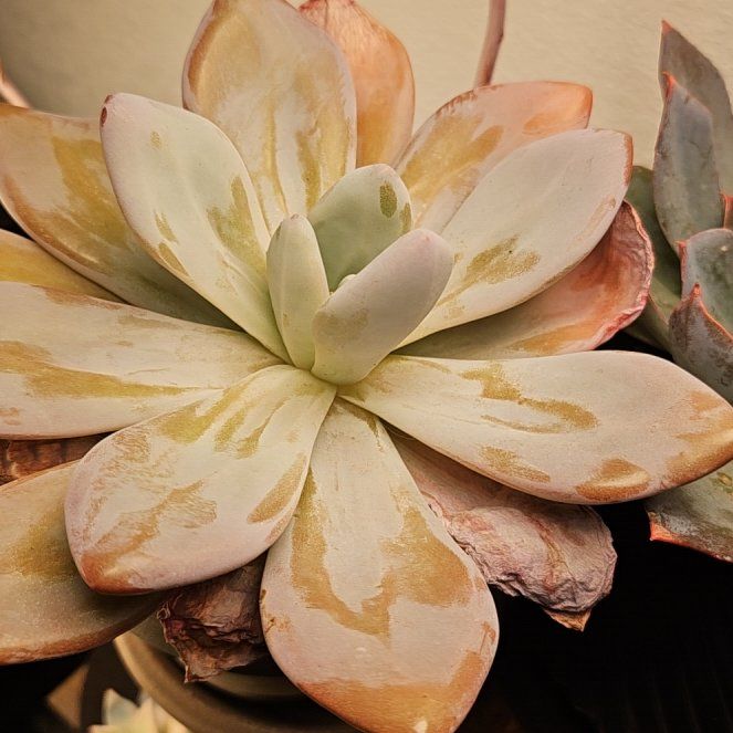 Photo of the plant species Snow Bunny Echeveria by @Heisenburg named Diana on Greg, the plant care app