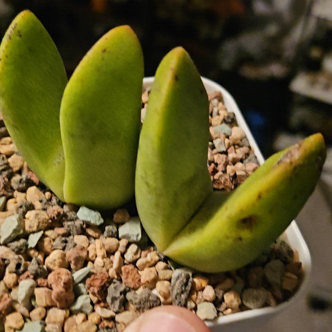Photo of the plant species Liver Plant by @Heisenburg named Pleiospilos bolusii (?) on Greg, the plant care app