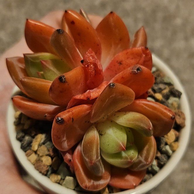 Photo of the plant species Champagne Echeveria by @Heisenburg named Echeveria Purple Champagne on Greg, the plant care app