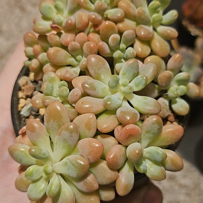 Photo of the plant species Rococo by @Heisenburg named Foxxy on Greg, the plant care app
