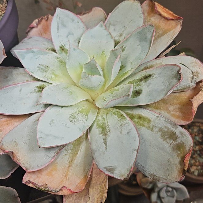 Photo of the plant species Echeveria Cante by @Heisenburg named Naomi on Greg, the plant care app