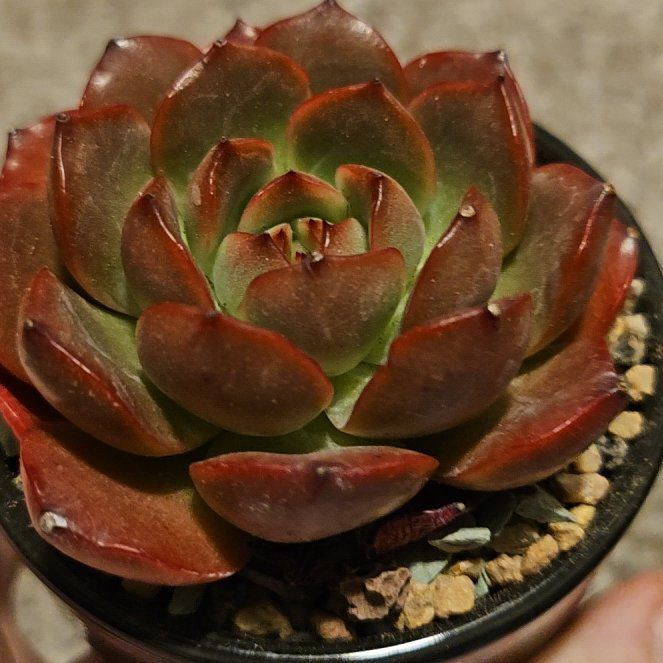 Photo of the plant species Graptoveria 'A Grim One' by @Heisenburg named Graptoveria Red Grim One on Greg, the plant care app