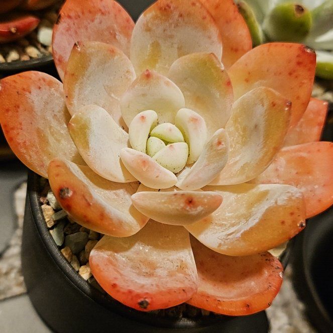 Photo of the plant species Orange Monroe by @Heisenburg named Echeveria Orange Monroe x laui on Greg, the plant care app