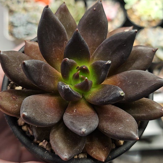 Photo of the plant species Black Mamba Echeveria by @Heisenburg named Echeveria Black Bird on Greg, the plant care app
