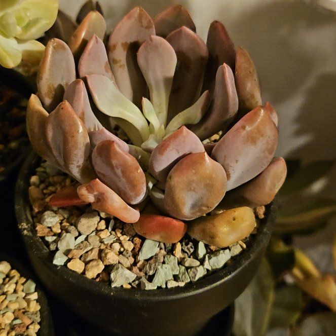Photo of the plant species Graptoveria 'Topsy Debbi' by @Heisenburg named Big Topsy Debbie on Greg, the plant care app