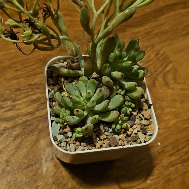 Photo of the plant species Bluebean by @Heisenburg named Miley on Greg, the plant care app