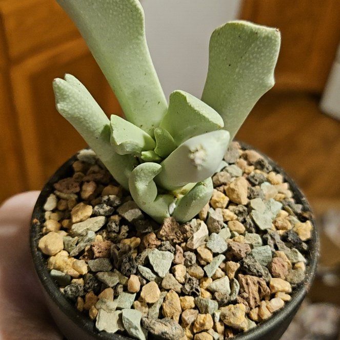 Plant care for Schwantesia on Greg, the plant care app