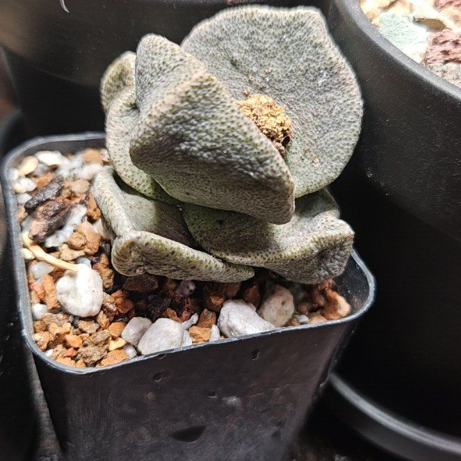 Photo of the plant species Liver Plant by @Heisenburg named Pleiospilos simulans on Greg, the plant care app