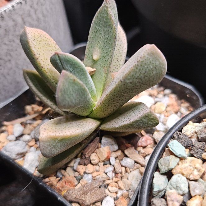 Plant care for Karoo Aizoon on Greg, the plant care app