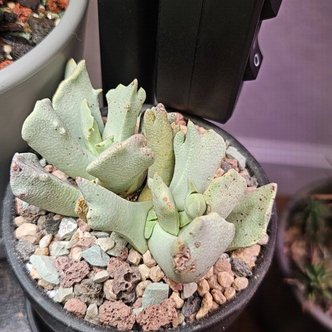Photo of the plant species Schwantesia Borcherdsii by @Heisenburg named Sage on Greg, the plant care app