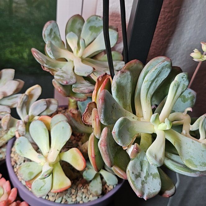 Photo of the plant species Cinderella Succulent by @Heisenburg named Pachyveria Cinderella on Greg, the plant care app
