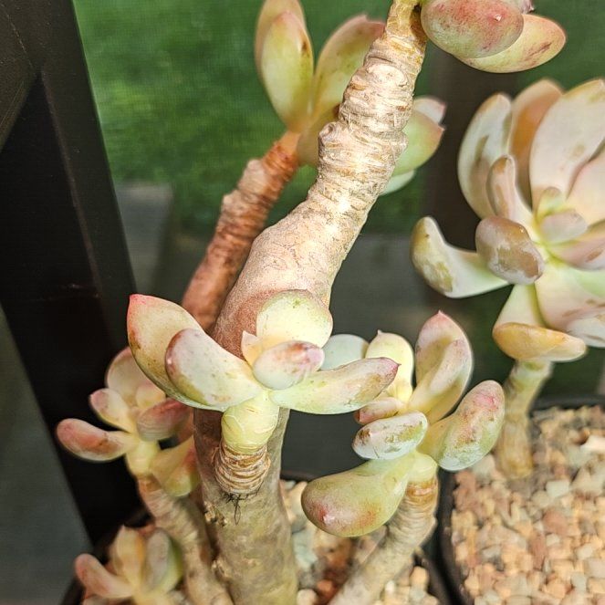 Photo of the plant species Pachyphytum kimnachii 'Moran' by @Heisenburg named Hemingway on Greg, the plant care app