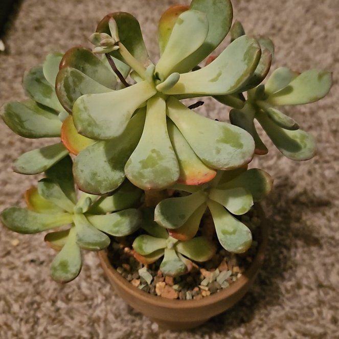 Photo of the plant species sticky moonstones by @Heisenburg named Pachyphytum glutinicaule "Moran" (?) on Greg, the plant care app
