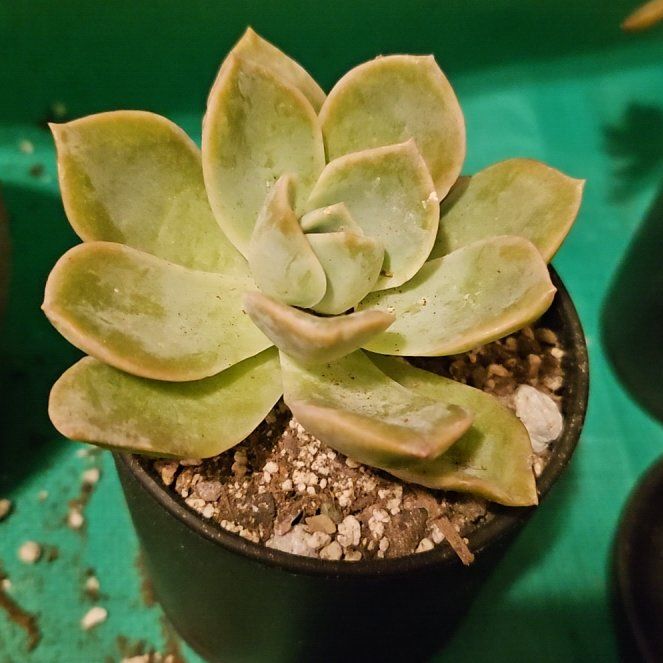 Photo of the plant species Graptoveria 'Fantome' by @Heisenburg named Stella on Greg, the plant care app