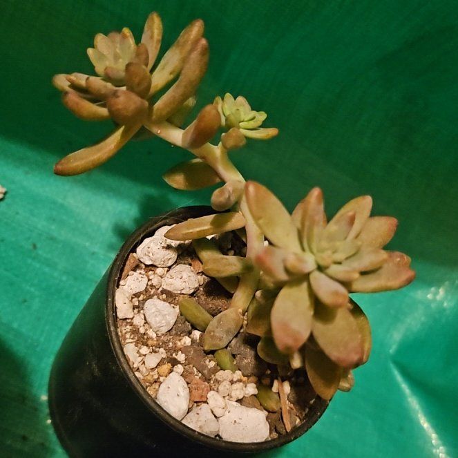 Photo of the plant species Pink Granite by @Heisenburg named Dolores on Greg, the plant care app